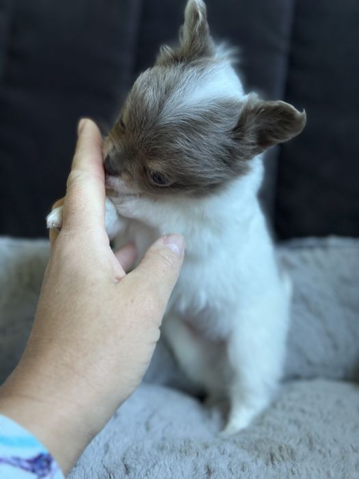 Dziewczynka chihuahua XS
