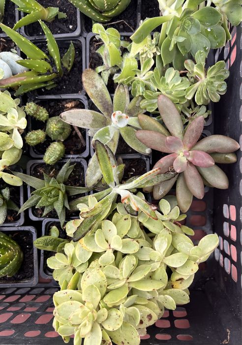 Plantas Suculentas, Cactus e mais