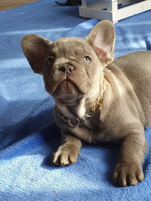 Buldog francuski/uroczy piesek