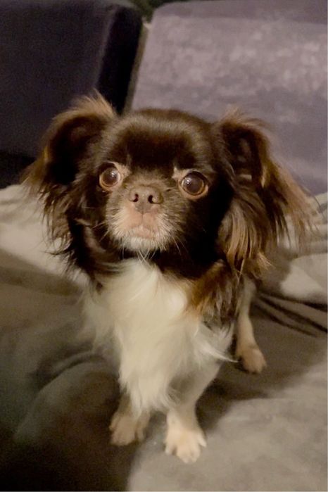 Доросла дівчинка чихуахуа