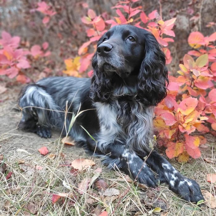 Вязка русский спаниель. Кобель для вязки. Русский охотничий спаниель.