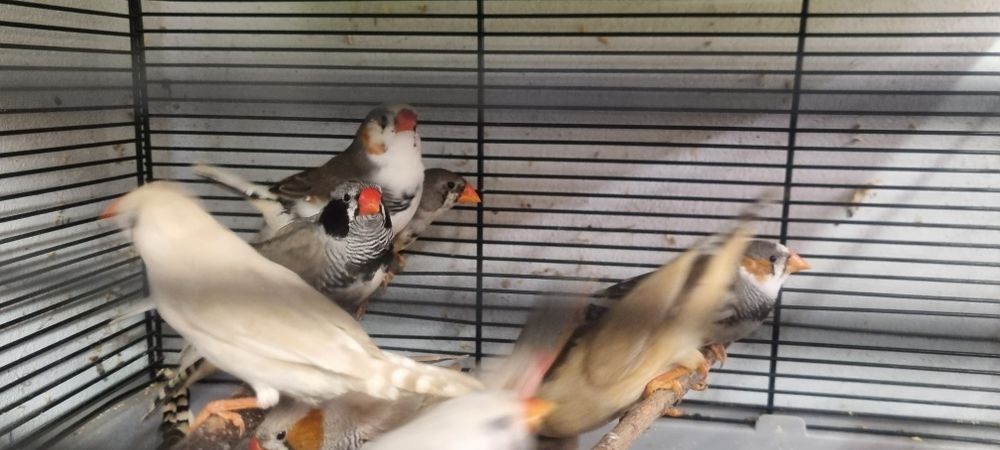 Zeberki amadyna zebrowata