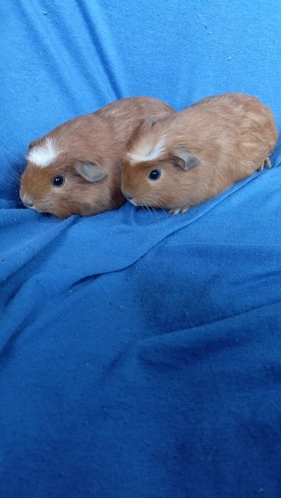 Питомник морских свинок