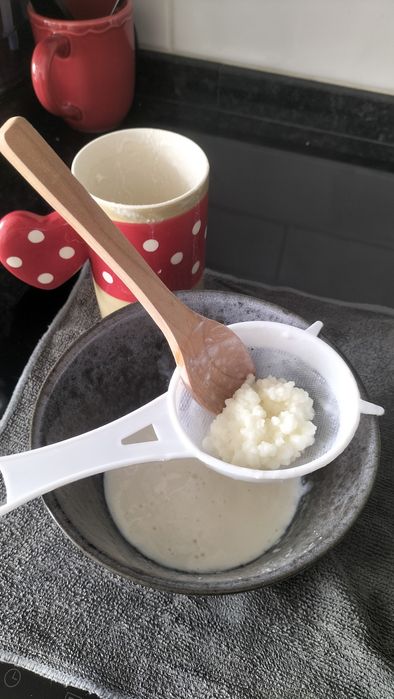 Dou grãos de Kefir (de momento indisponível)