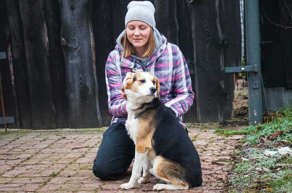 GUMIŚ - śliczny psiak szuka w domu, w typie beagle.