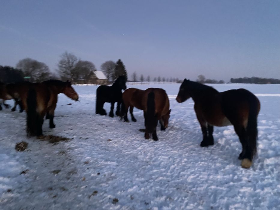 Konie, Klacz, Źrebaki