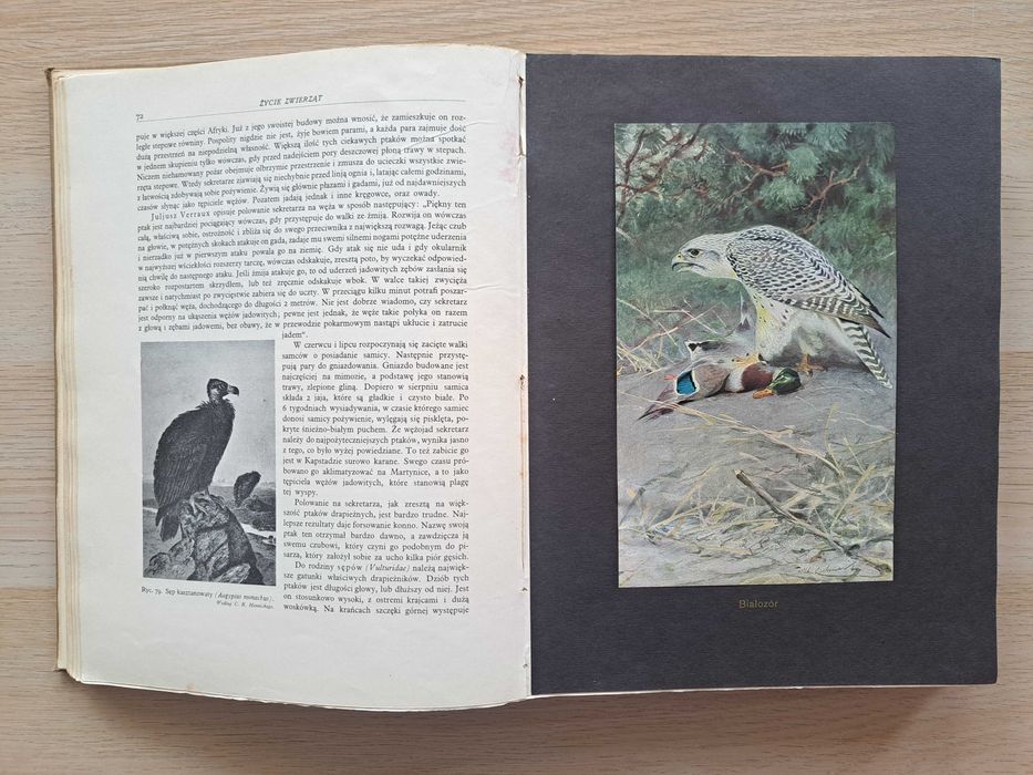1936 rok. Życie zwierząt. Brehm