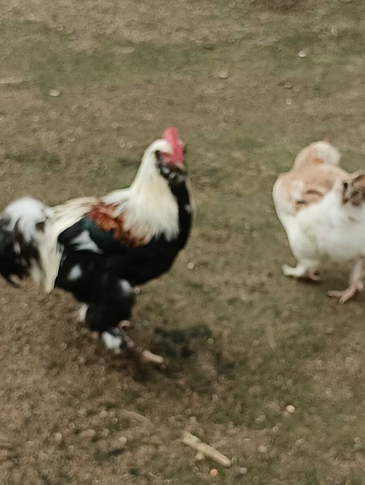 Galinhas Faverolles - ovos