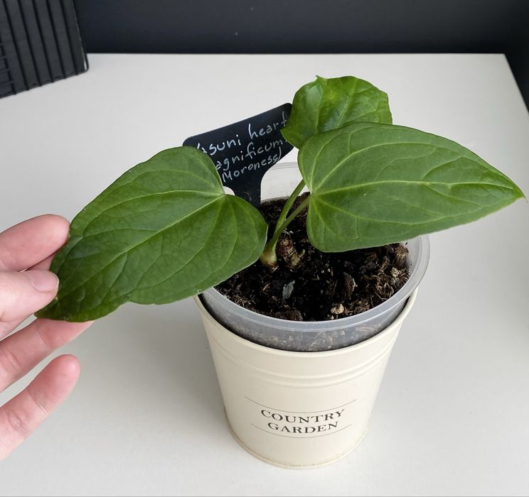 Антуріум Anthurium ‘Yasuni heart’ на дві рослинки