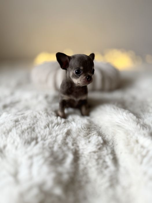 *Chihuahua* sunia Benia
