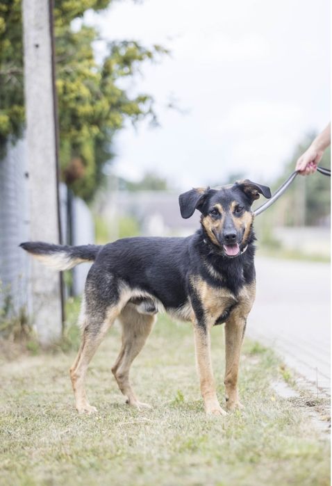 Cywil - wesoły młody psiak