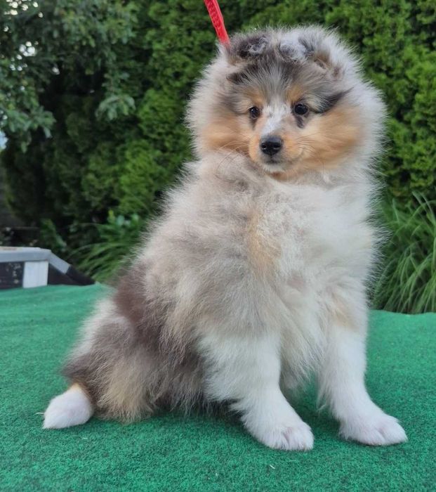 Sheltie Owczarek Szetlandzki dziewczynka blue merle