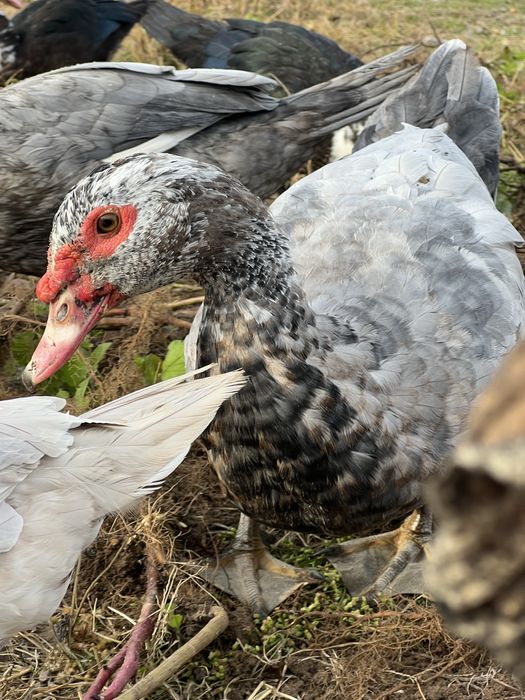 Продам тушку або живою вагою індиків, качок