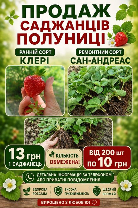 саджанці клубники "Сан-Андреас"13грн