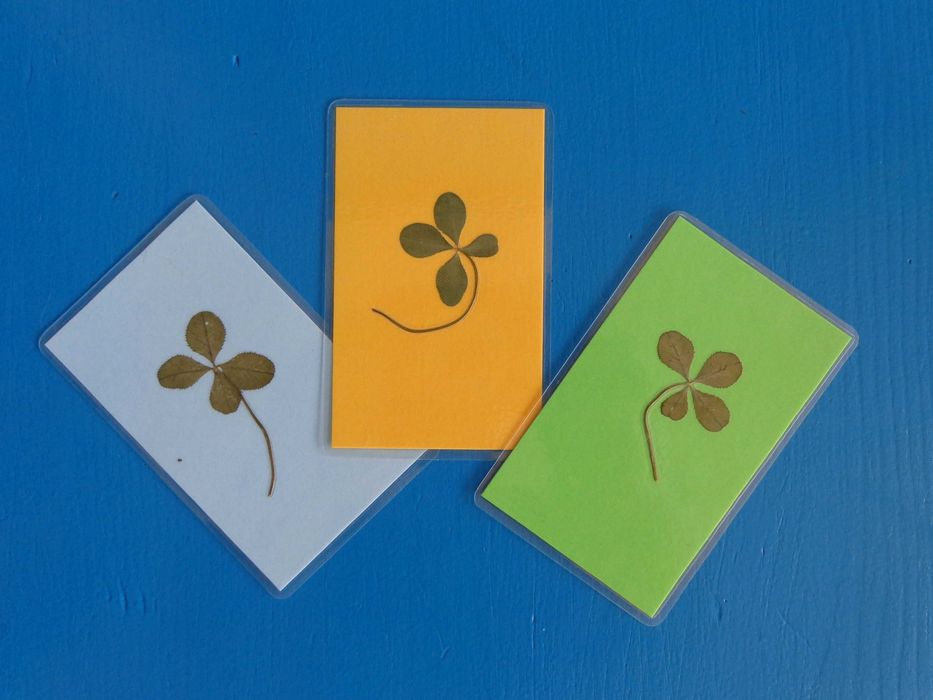 Egzaminy Czterolistna Koniczynka na szczęście