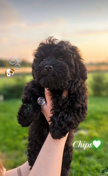 Shihpoo shih tzu pudel toy miniatura. Doodle hybryda mix ras. Rodzinne pieski