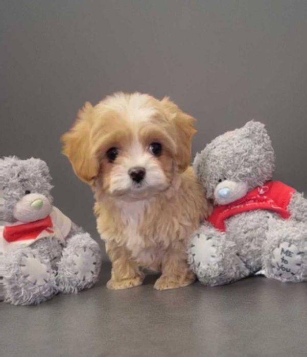 Мини крошка мальтипу. Мальчик.