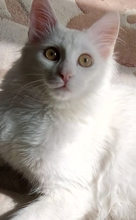 Зник котик!!! Допоможіть знайти!!!