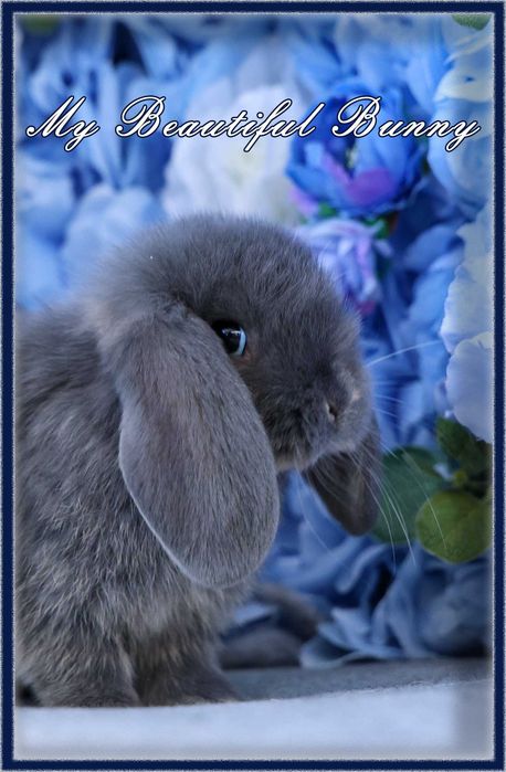 Piękny Królik Mini Lop - Blue Otter