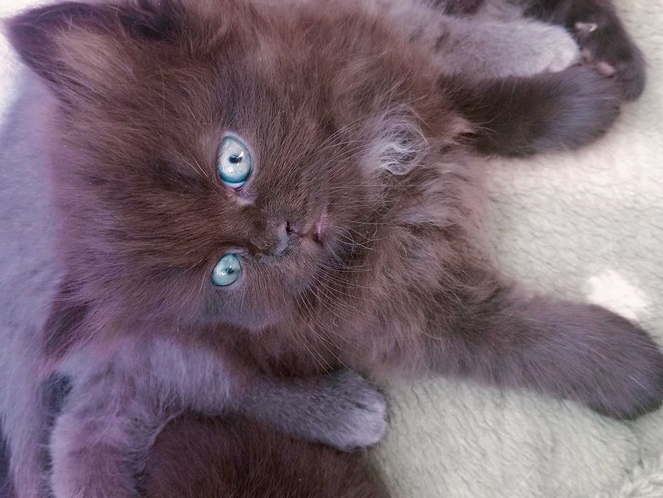 Кошенята плюшові