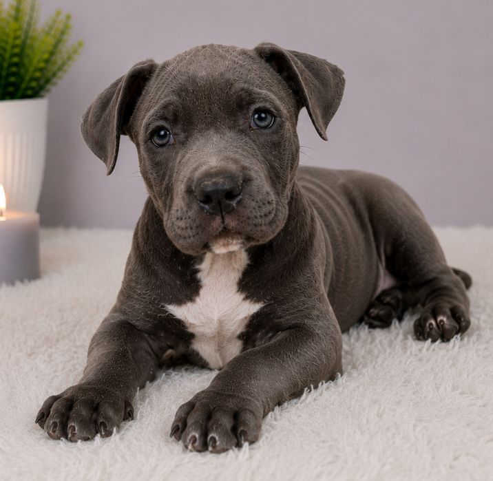 Cudowny piesek Amstaff blue!