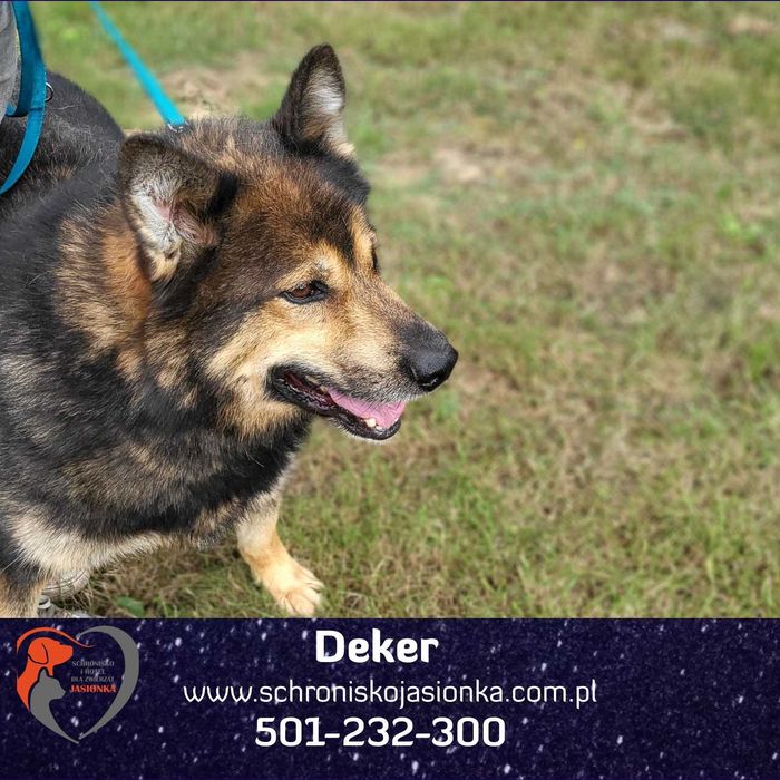 DEKER do adopcji Schronisko Jasionka