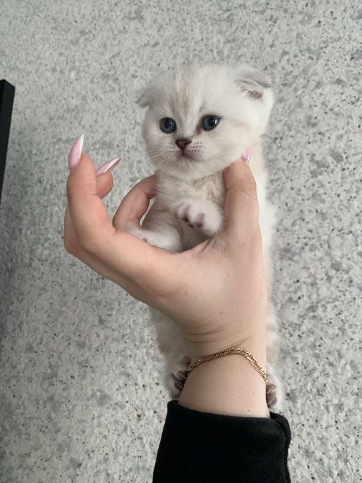 Кошенята Скотіш фолд