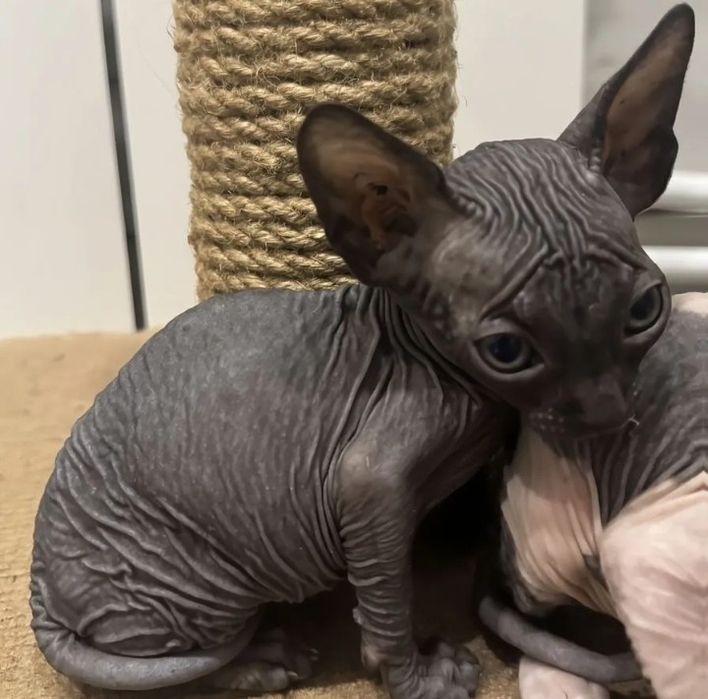 Канадский сфинкс котята