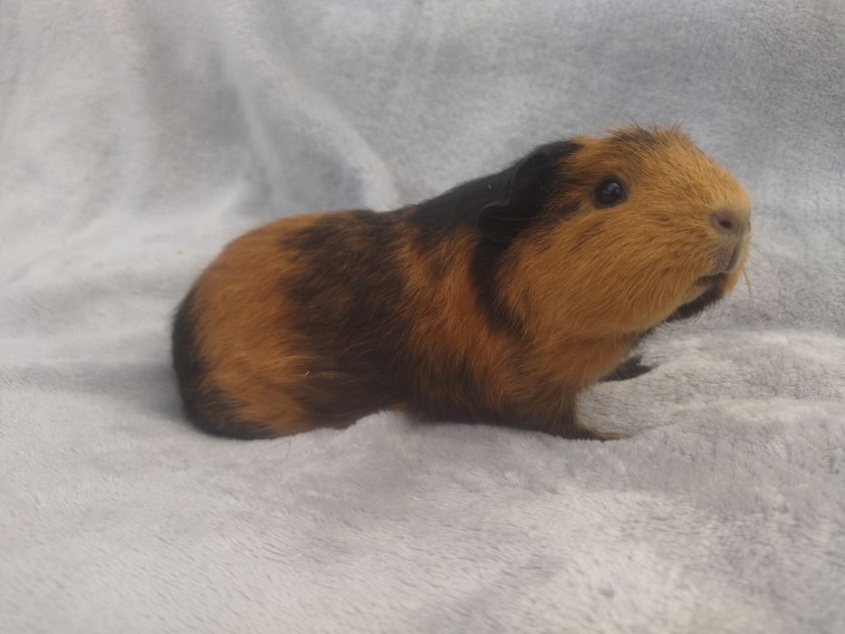 Морская свинка породы Цветной Крестед редкого окраса