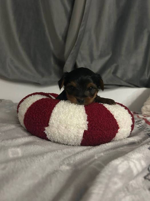 Szczeniaczki rasy York