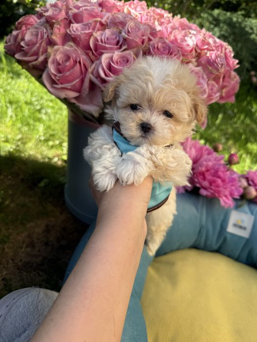 Маленькі міні дітки мальтипу