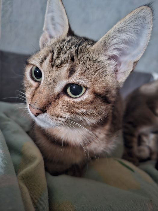 Отдам котят, Мальчик и девочка.