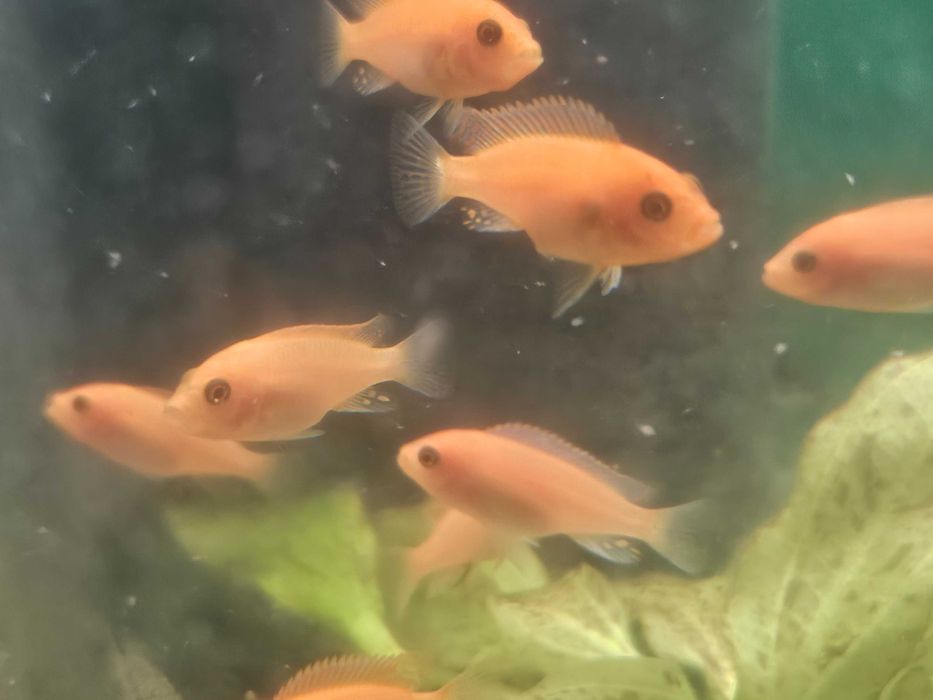 Pyszczak Zebra Red