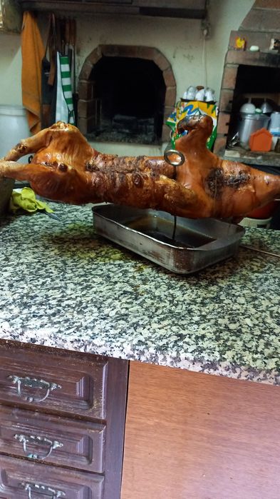 Leitões bizaros cruzados com duroc ara assar ou vivos