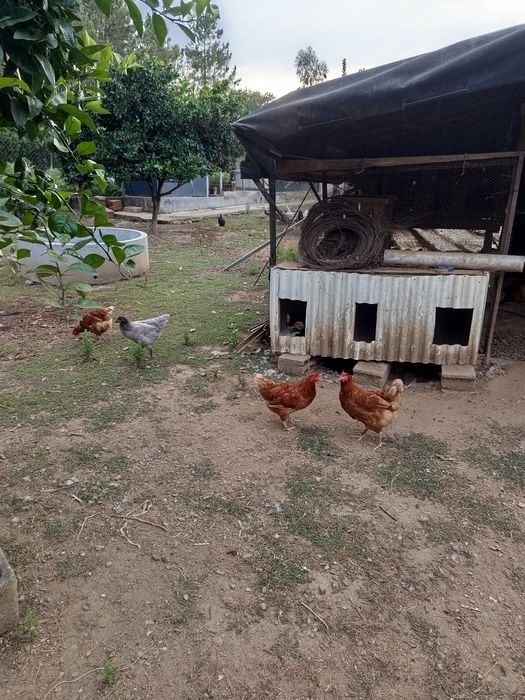 Galinhas poedeiras