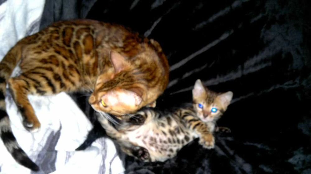 Чистокровна бенгальська дівчинка BENn24 розетка на золоті