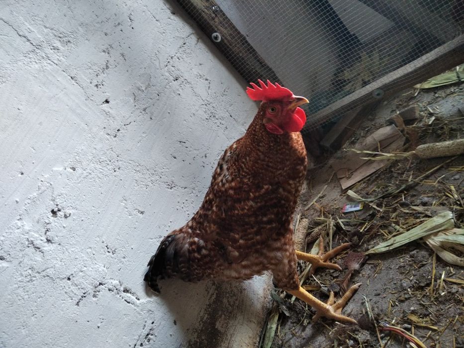 Sprzedam Młode koguty