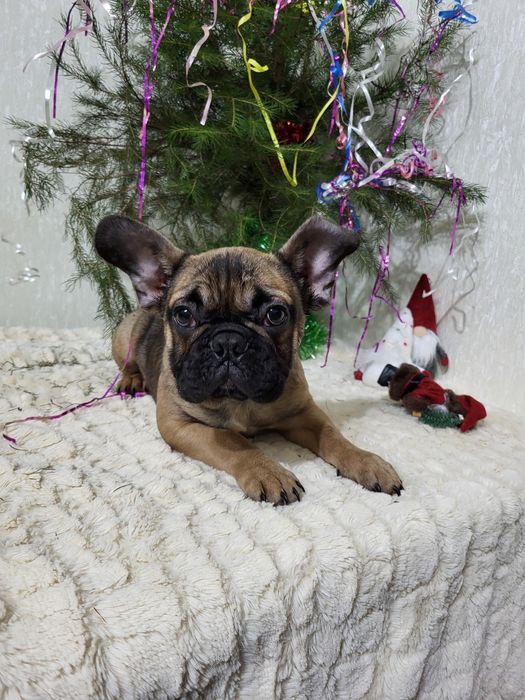 Французький бульдог