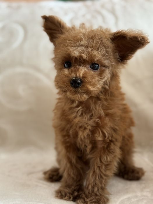 Той пудель хлопчик