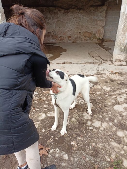 Cadela grande e meiga