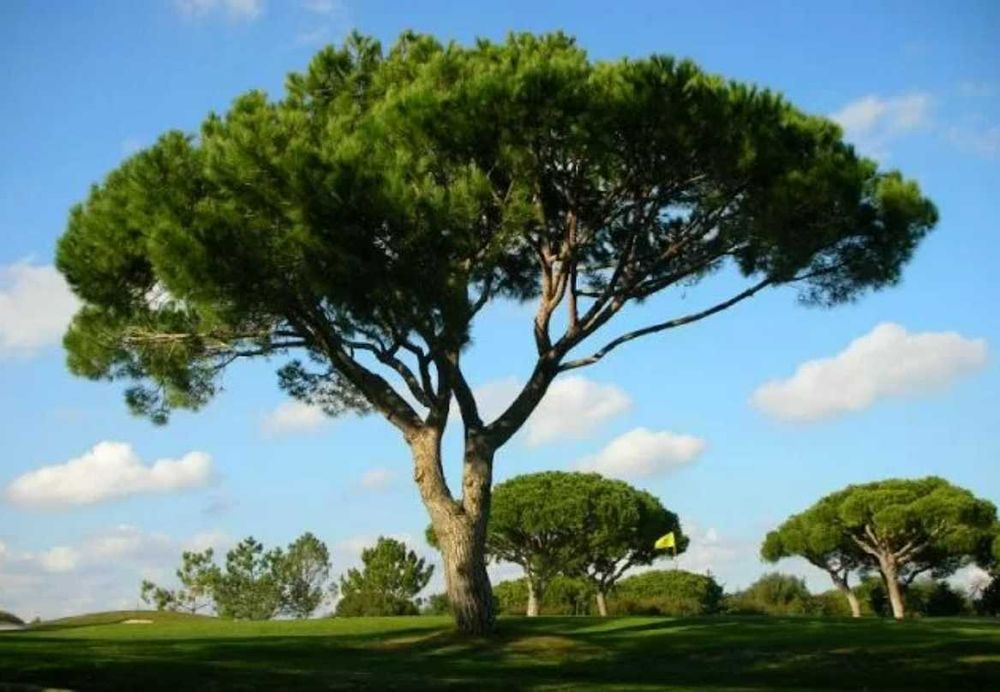 Pinheiro Manso (Pinus pinea)