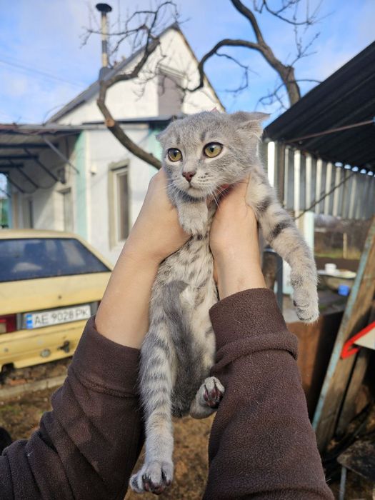 Дітлахи шукають родину у Новорічні свята