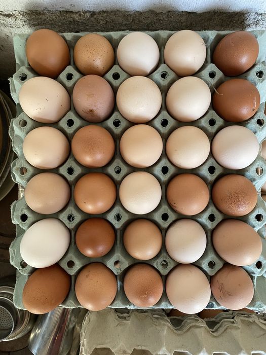 Jaja od wiejskich kur