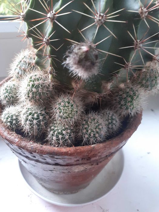 Kaktusy, szczepki kaktusa