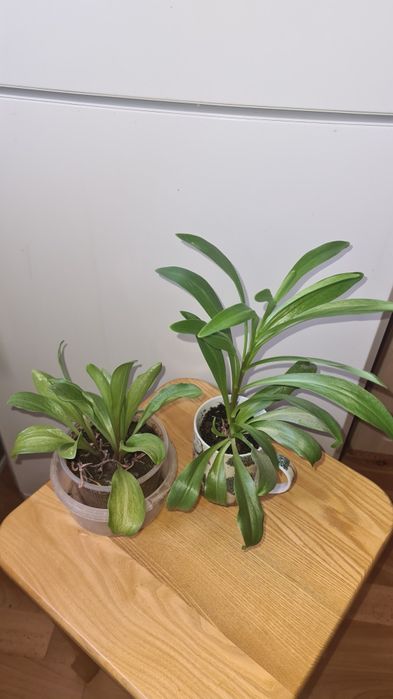 Белая лилия садовая