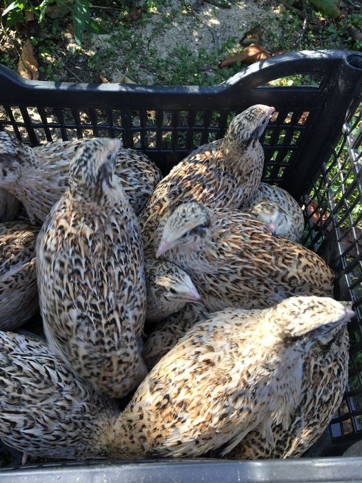 Перепела добові тижневі місячні різного віку фенік золотистий Пісківка