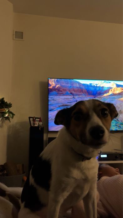 Sunia Trixie do pilnej adopcji