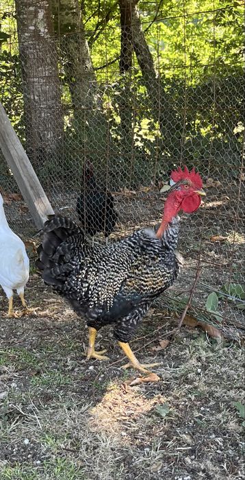Vendo Galo para consumo