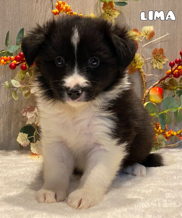 Border Collie  do rezerwacji