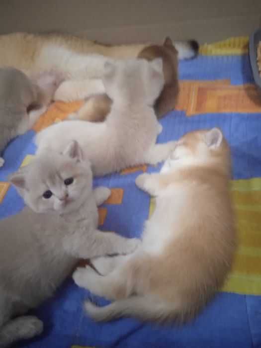 Продаються котики